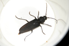 Arhopalus asperatus