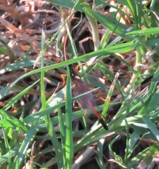 Therion circumflexum