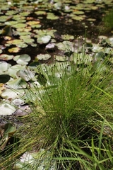 Eleocharis obtusa