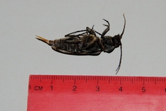 Arhopalus asperatus
