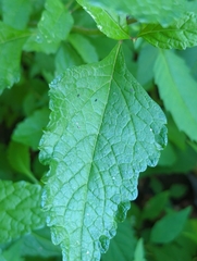Eutrochium