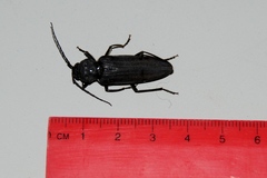 Arhopalus asperatus