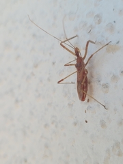 Harpactorini