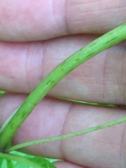 Eutrochium