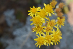 Asteroideae
