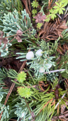 Juniperus horizontalis