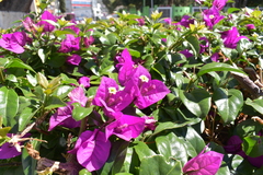 Bougainvillea