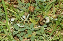 Trifolium fragiferum