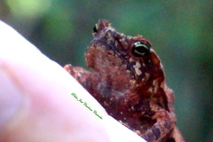 Rhinella