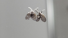 Psychodidae