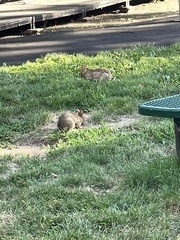 Sylvilagus floridanus