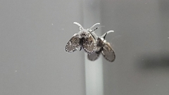 Psychodidae