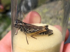 Gomphocerus sibiricus