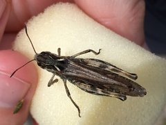 Gomphocerus sibiricus