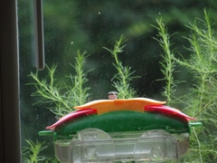 Archilochus colubris