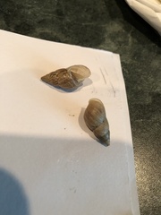 Bulimulus bonariensis