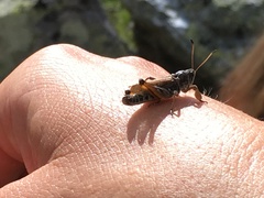 Gomphocerus sibiricus