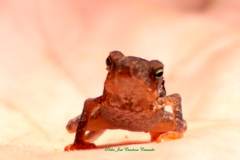 Rhinella