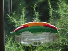 Archilochus colubris