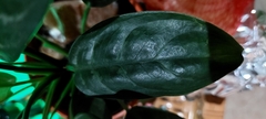 Aglaonema commutatum