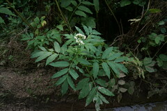 Sambucus ebulus