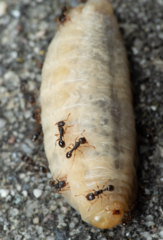 Tetramorium caespitum