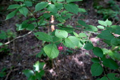 Euonymus verrucosus