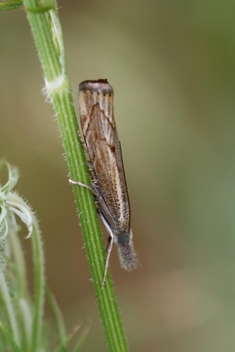 Elbow-striped Grass-veneer