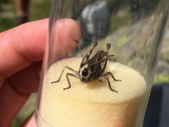 Gomphocerus sibiricus