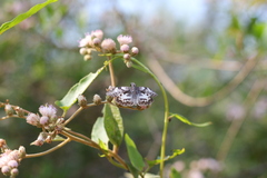 Chiomara asychis
