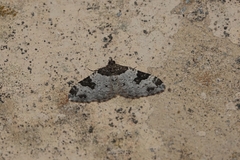 Xanthorhoe fluctuata