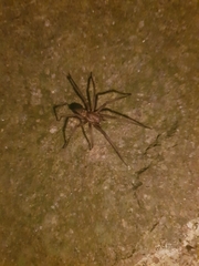Eratigena atrica