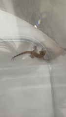 Hemidactylus turcicus