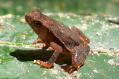 Rhinella