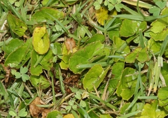 Centella asiatica