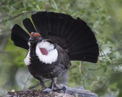 Dendragapus obscurus