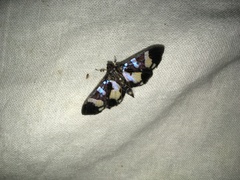 Desmia