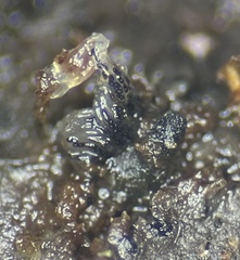 Delitschia chodocola