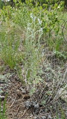 Artemisia frigida