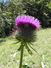 Cirsium morisianum