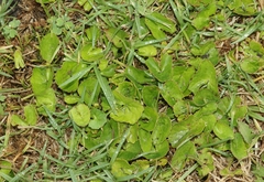 Centella asiatica