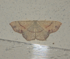 Cyclophora punctaria