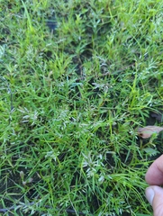 Poaceae