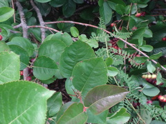 Mischocyttarus flavitarsis