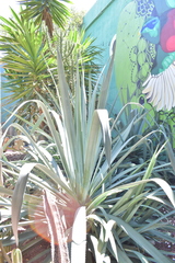 Asparagaceae