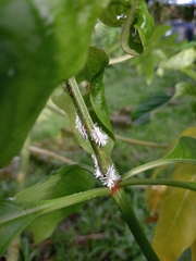 Cryptolaemus