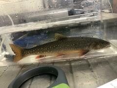 Salvelinus fontinalis