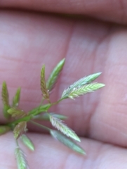 Poaceae