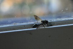 Megachile sculpturalis