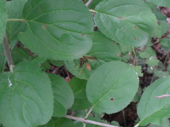 Mischocyttarus flavitarsis